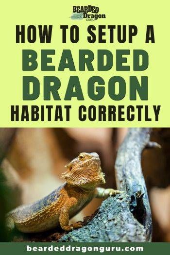 Bearded Dragon Lighting, Bearded Dragon Substrate, Bearded Dragon Tank Setup, Bearded Dragon Food List, Fancy Bearded Dragon, Bearded Dragon Setup, Diy Bearded Dragon Enclosure, Bearded Dragon Vivarium, Bearded Dragon Terrarium Ideas