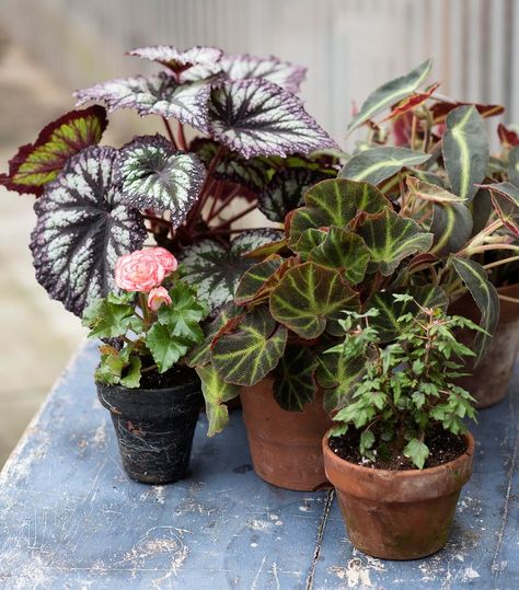 8 Begonia Houseplant Care Tips to Keep Your Plants Thriving Begonia Care, Fancy Plants, Rex Begonias, Houseplant Collection, Moving Plants, Herbal Garden, Tuberous Begonia, Poinsettia Care, Best Grow Lights