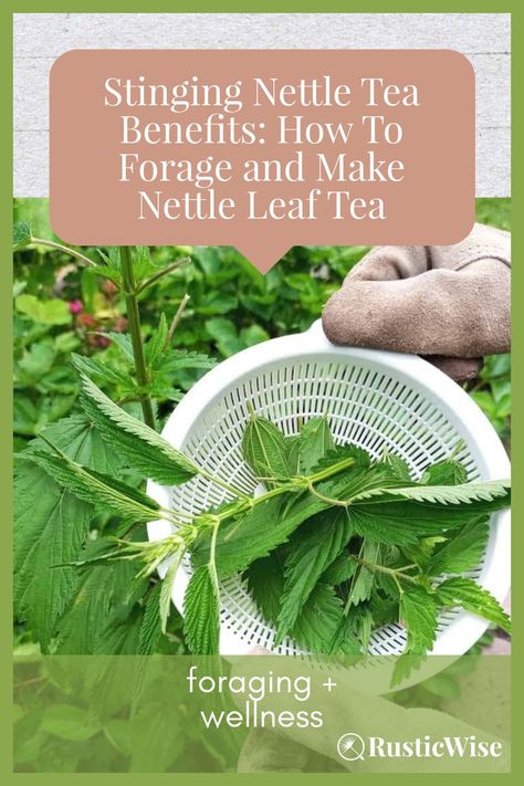 If you’ve ever brushed against a stinging nettle plant outdoors, you might not think that this same plant makes a great nutritious herbal tea. 🤕 But it does! I’ll show you how to make nettle tea with fresh or dried leaves. Let’s learn how to harvest the leaves without getting hurt. A cup of nettle tea serves as an overall health tonic and may be just the thing you're looking for!  #foraging #tea #ediblewildfood #stingingnettle | stinging nettle tea recipe | via RusticWise How To Make Nettle Tea, Nettle Tea Recipe, Stinging Nettle Tea, Nettle Tea Benefits, Nettle Plant, Nettle Leaf Tea, Nettle Tea, Nettle Leaf, Wild Food Foraging