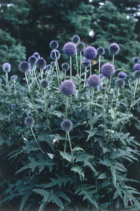 Echinops Perennials Low Maintenance, Pretty Purple Flowers, Thistle Plant, Globe Thistle, Long Blooming Perennials, Kota Tangerang, Invasive Plants, Shade Perennials, Have Inspiration