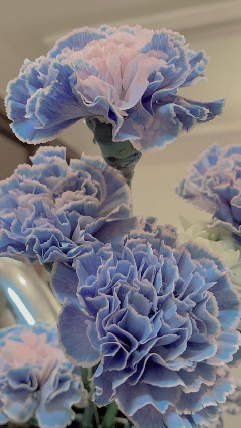 Lilly Garden, Blue Carnations, Lilly Flower, Boquette Flowers, Flowers Bouquet Gift, Nothing But Flowers, Carnation Flower, Flower Therapy, Beautiful Bouquet Of Flowers