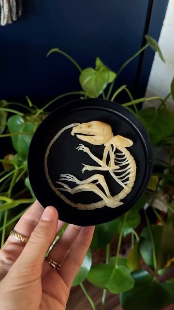 Polymer Clay Crafts Diy, Polymer Clay Mouse, Reptile Crafts, Mouse Skeleton, Halloween Potion, Cabinet Of Curiosity, 2024 Bride, Cozy Library, Box Cabinet