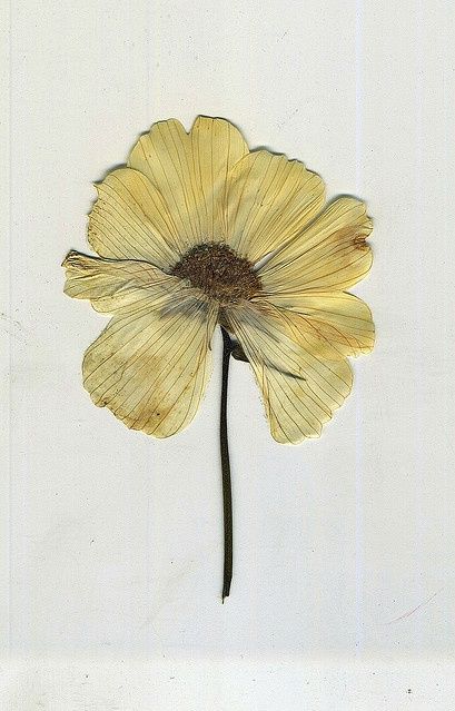 pressed flower Theme Nature, Mellow Yellow, Ikebana, Botanical Illustration, Botanical Art, Botany, Pressed Flowers, A Flower, Provence