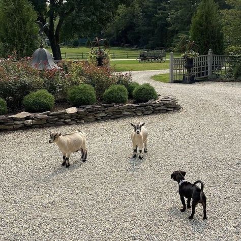 Alternative Luxe, Anwar Hadid, Tiny Animals, Future Farms, Farm Lifestyle, Countryside House, Ranch Life, Horse Barn, Weimaraner