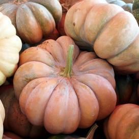 Pumpkin Seeds - On Sale Now...by the Packet or in Bulk! Planting Pumpkin Seeds, Heirloom Pumpkins, Pumpkin Cottage, Fast Growing Vegetables, Types Of Pumpkins, Fall Perennials, Planting Pumpkins, Pumpkin Squash, Lily Bulbs