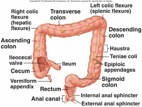 Ileocecal Valve, Sigmoid Colon, Nerve Damage, Sinus Infection, Leg Pain, Large Intestine, Chronic Inflammation, Patient Experience, Abdominal Pain