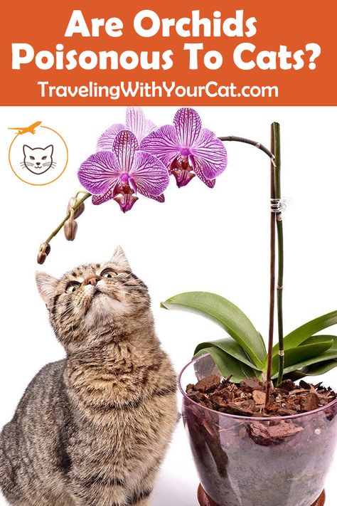 Everything from the orchid family is on the list of non-toxic plants. While there may be exceptions, orchids are generally not poisonous to cats. #orchids #are_orchids_safe_for_cats Cat Remedies, Toxic Plants For Cats, Toxic Plants, Hanging Orchid, Orchid Plant Care, Garden Interior, Orchid Plant, The Orchid, Cat Travel