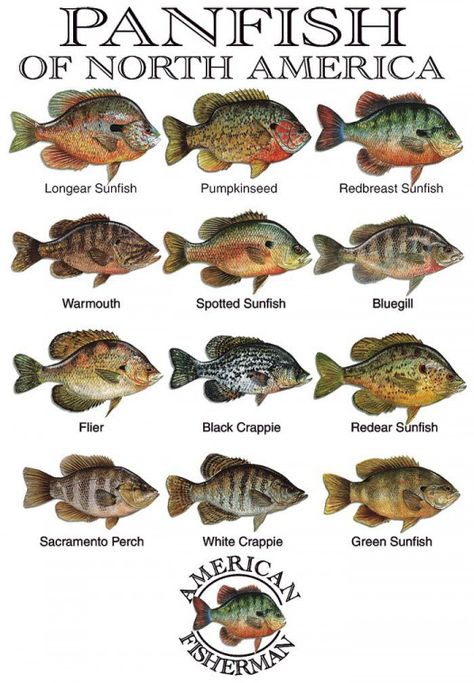 Panfish of North America #fishing #fishing #tips Fish Chart, Crappie Fishing Tips, Alaska Fishing, Bass Fishing Tips, Fishing Rigs, Crappie Fishing, Salmon Fishing, Types Of Fish, Freshwater Fishing