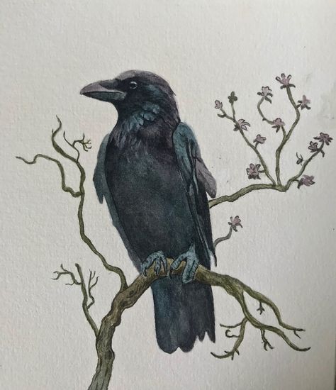 ‘The Crow’ #watercolor #aquarelle #watercolorillustration #crow Black Crow Painting, Watercolor Crows, Myth Illustration, Test Illustration, Crow Watercolor, Crow Aesthetic, Crow Illustration, Crow Drawing, Crows Drawing