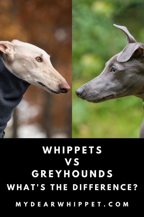 Often when I’m out walking often my Whippet Misty, people ask me if she’s a greyhound. I understand this because both breeds look very similar. In fact, were you to look at a facial close up photo of a Whippet and Greyhound next to each other, it would be hard to tell which was which. In this article I compare Whippets and Greyhounds to explain the differences. Whippet Photography, English Greyhound, Greyhound Puppies, Grey Hound, Greyhound Aesthetic, Whippet Rescue, Greyhound Dog, Miniature Italian Greyhound, Blue Whippet