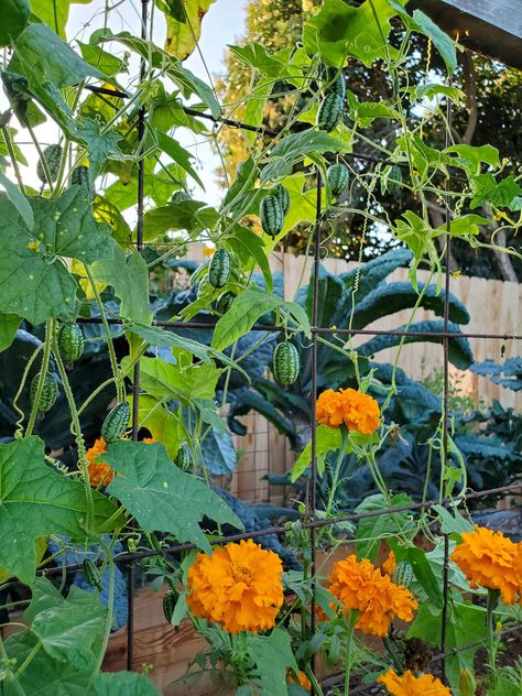 How to Grow Cucamelons: Mexican Sour Gherkins ~ Homestead and Chill Cucamelon Growing, Planting Seed, Planting Calendar, Pickle Recipe, Garden Benches, Overwintering, Enchanted Garden, Diy Recipes, Veggie Garden