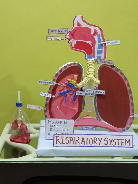 Respitory System Projects, Respiratory Model Project, Respitory System Model, Human Respiratory System Model, Working Model Of Respiratory System, Diy Lung Model, 3d Respiratory System Project, Lungs Model Projects, Excretory System Model