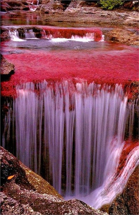 The River of Five Colors, Cano Cristales, Colombia Beautiful Waterfalls, Incredible Places, Pretty Places, Places Around The World, Amazing Nature, Natural Wonders, Dream Vacations, The River, Beautiful World