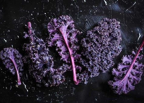 How to Use Every Different Type of Kale - PureWow Types Of Kale, Red Kale, Purple Kale, Curly Kale, Red Russian, Ornamental Kale, Baby Kale, Kale Leaves, Russian Red