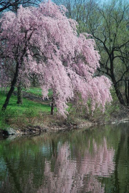 Kwanzan Cherry Tree Problems | Garden Guides Cherry Tree Tattoos, Trees Images, Cherry Blossom Tree Tattoo, Blossom Tree Tattoo, Flower Trees, Weeping Trees, Weeping Cherry Tree, Weeping Cherry, Garden Guide