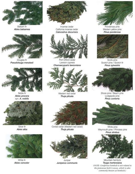 Fleur de Lis Quilts and Accessories: Sunday Quilt Inspiration: g r e e n e r y Pine Tree Identification Chart, Types Of Christmas Greenery, Pine Tree Varieties, Evergreen Floral Arrangements, Conifer Identification, Greenery Types, Tree Identification Chart, Evergreen Arrangements, Types Of Evergreen Trees