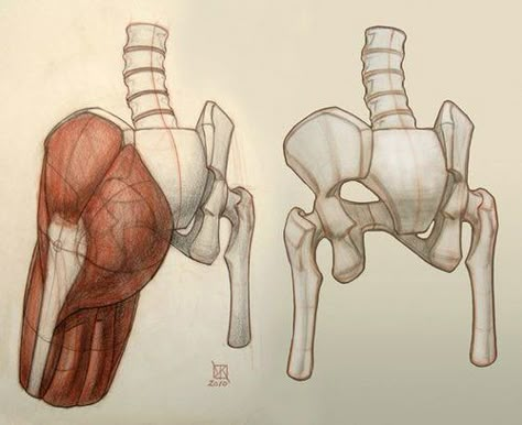 Pelvis Anatomy, 3d Karakter, Male Figure Drawing, Human Anatomy Drawing, Lower Limb, Human Figure Drawing, Human Anatomy Art, Anatomy Sketches, Anatomy Poses