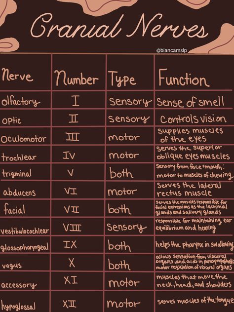 Cranial Nerves Diagram, Cranial Nerve Face Picture, Brain And Cranial Nerves Human Anatomy, Brain Nerves Anatomy, Scalp Anatomy Notes, Neuro Anatomy Notes, Cranial Nerve Examination, Brain Notes Anatomy, Nerve System Anatomy