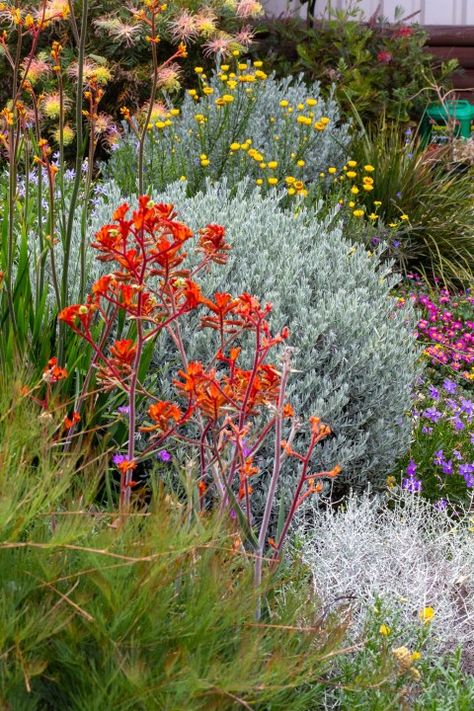 An Australian native cottage garden- The Botanical Planet Front Yard Landscaping Australian Slope, Australian Native Flower Farm, Australian Native Ground Cover Plants, Aussie Garden Ideas, Front Garden Ideas Australian Natives, Australian Garden Bed, Australian Native Backyard, Australian Native Garden Ideas, Australian Flower Garden