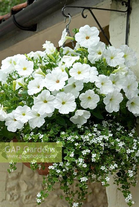 Hanging basket planted with white Petunias and Bacopa White Flower Hanging Baskets, White Hanging Baskets, White Petunias In Pots, Petunias Hanging Baskets, Petunia Hanging Baskets, White Petunias, Neutral Cottage, Yard Inspiration, Basket Plant