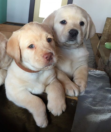 Yellow English Labrador Puppies Labrador Puppy Training, Labrador Puppies For Sale, Yellow Labrador Puppy, Labrador Yellow, English Labrador, Labrador Noir, Labrador Puppies, Cutest Dogs, Lab Puppy