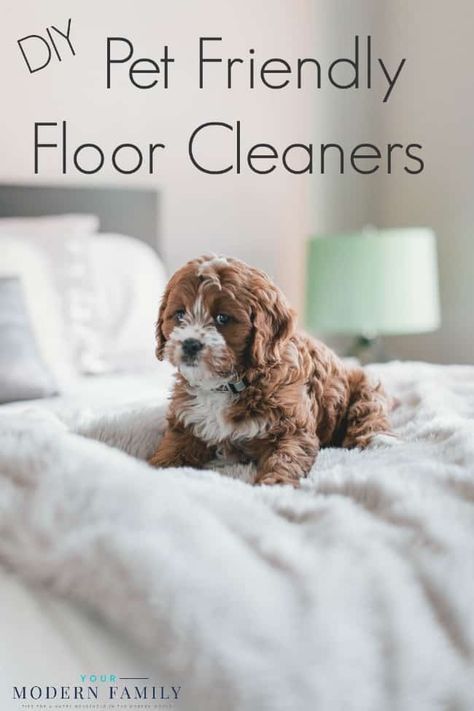 DIY pet friendly floor cleaners Pet Safe Floor Cleaner, Dog Friendly Flooring, Eco Friendly Bedroom, Pet Friendly Flooring, Dogs Quotes, Dog Quotes Love, Eco Friendly Cleaning Products, Safe Cleaning Products, Fluffy Dogs