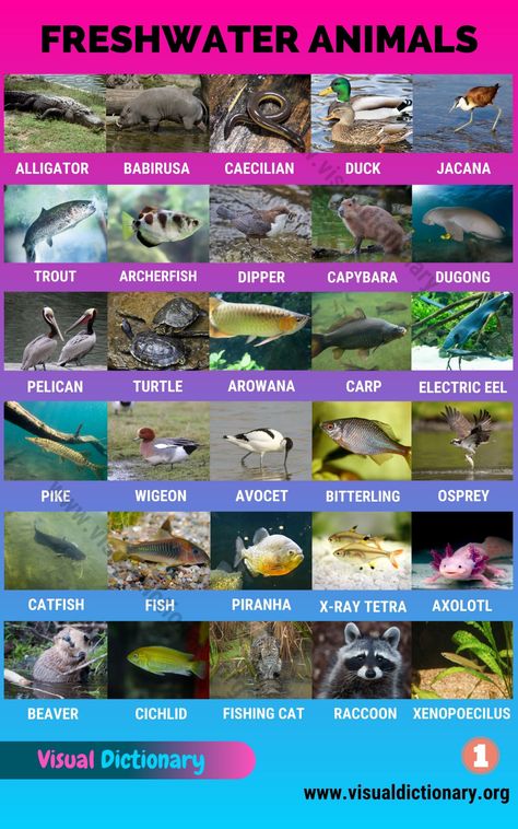 Freshwater Animals: 60 Best Animals that Live in Freshwater Habitats - Visual Dictionary Animals Classification, Classification Of Animals, English Animals, Mammals Animals, Animals List, Piranha Fish, Animals Name In English, Animal Infographic, Cichlid Fish