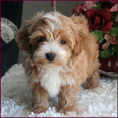 I already have a white maltipoo but I want a brown one too! Poodle Mix Breeds, Maltipoo Puppies For Sale, Maltipoo Puppy, Cavapoo Puppies, Poodle Mix, Cute Dogs And Puppies, Toy Poodle, Baby Dogs, Dog Stuff