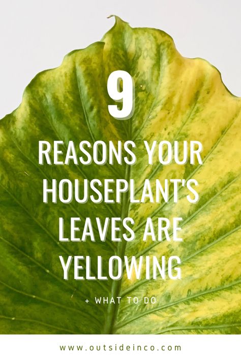 yellowing alocasia leaf Indoor Plants Large, Yellow Leafs On Plant, Yellow Plant Leaves, Zz Plant Care Yellow Leaves, Yellowing Leaves On Plants, Plant Problems Leaves, Sick Plants, Yellow Leaves On Plants, Indoor Palm Plants