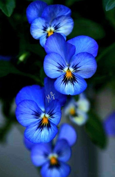 Blue Iris Flowers, Blue And Purple Flowers, Soyut Sanat Tabloları, Pansies Flowers, Blue Garden, Blooming Plants, Iris Flowers, Flower Phone Wallpaper, Beautiful Flowers Pictures