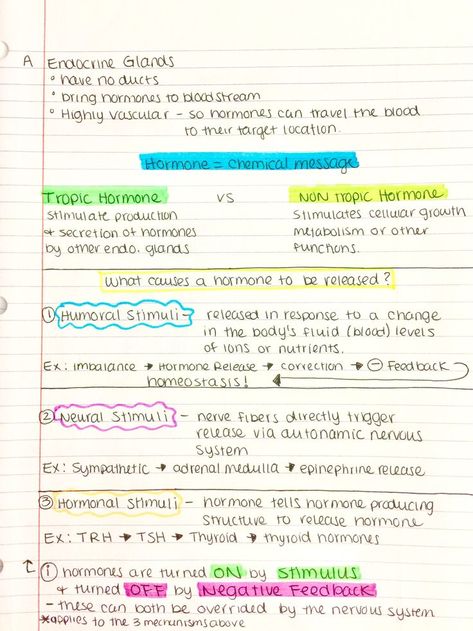 Endocrine system notes. Tropic nontropic, humoral, neural, & hormonal stimuli mechanisms Endocrine Glands Notes, Adrenal Glands Endocrine System, Endocrine System Notes, Hormones Nursing, Endocrine System Activities, Physiology Flashcards, Study Diagrams, Medical Interpreter, Animal Physiology