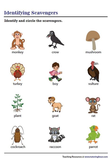 Producers Consumers Decomposers, Learning About Animals, Montessori Teaching, The Hunted, Welcome Aboard, Science Worksheets, About Animals, Cool Pets, Grade 1