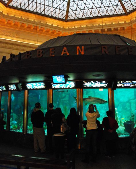 Dive into an aquatic wonderland at Shedd Aquarium, where the beauty of the underwater world captivates and educates. 🐠🌊 📌 Shedd Aquarium, Chicago - - - #chicago #chicagogram #likechicago #beautifuldestinations #visitchicago #explorechicago #usaroadtrip #usatravel #unitedstates #visitusa Shedd Aquarium Chicago, Shedd Aquarium, Visit Chicago, Visit Usa, Road Trip Usa, Underwater World, Beautiful Destinations, Travel Usa, The Beauty