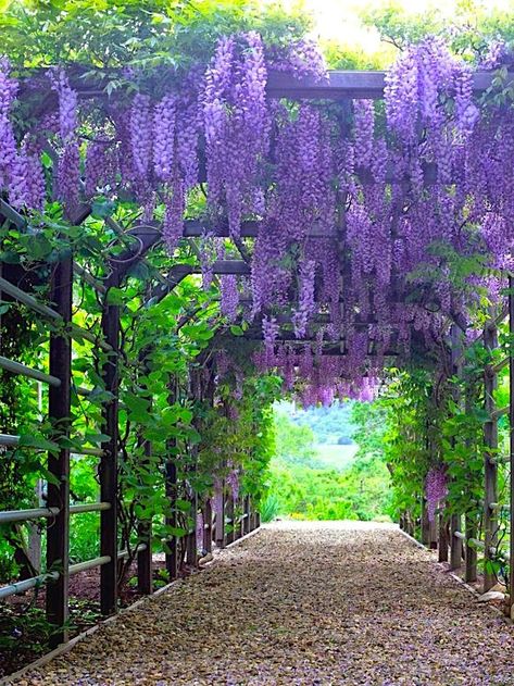 Backyard Trees Landscaping, April Full Moon, 10 Acre Farm, Wisteria Trellis, Wisteria Arbor, Patio Trellis, Wisteria Pergola, Outdoor Fire Pit Seating, Wisteria Plant