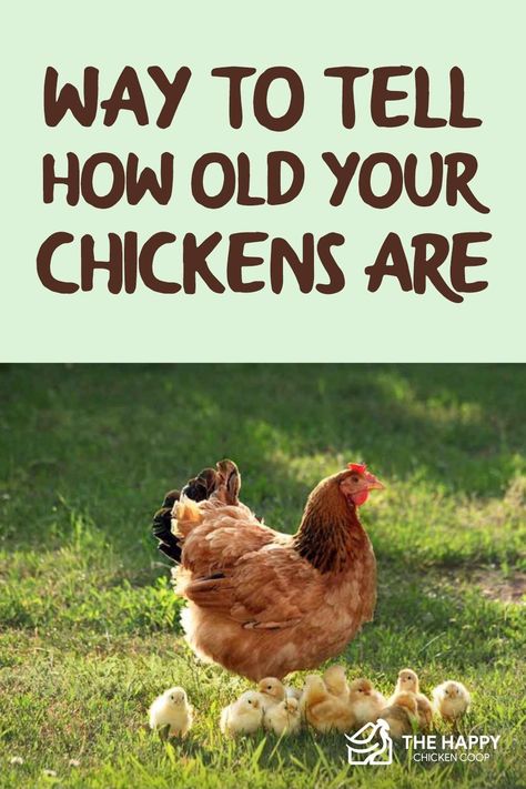 Chicken Information, Benefits Of Having Chickens, All About Chickens, What Do Chickens Eat, Chicken Knowledge, Facts About Chickens, Homesteading Chickens, Egg Chickens, Backyard Chickens Diy