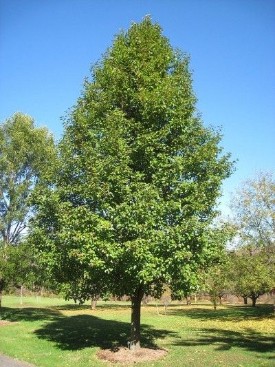 Caring For A Non-Flowering Bradford Pear: Learn Why Bradford Pear Does Not Bloom Bradford Pear Tree, Urban Tree, Specimen Trees, Redwood Tree, Pear Trees, Ornamental Trees, Deciduous Trees, Nature Tree, Tree Forest