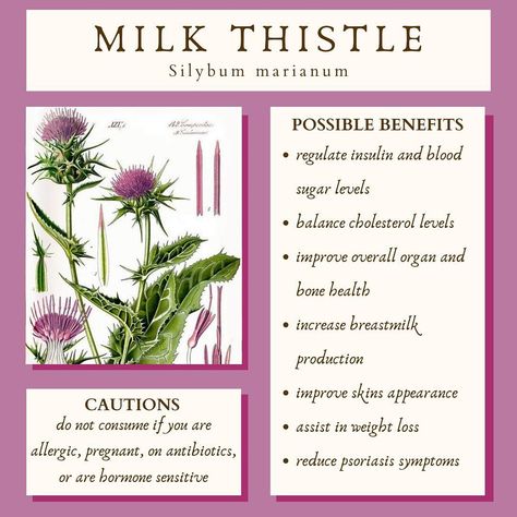 🌸 Not only is this plant adorable, it’s got medicinal properties! If you’re signed up for our newsletter, you received in-depth notes about Milk Thistle, just like every month! If you’re not subscribed, that means you’re missing out on some top-notch herbalism education! Huge shoutout to @karina_kiara for consistently bringing us these helpful, non-overwhelming tidbits of useful information on common herbs and plants 🥹💛🌸 May we all learn a little more about healing with plants! #colle... Herbal Plants Medicine, Motherwort Benefits, Herbs With Antifungal Properties, Herbal Plants And Their Uses, Thistle Magical Properties, Herb Meanings, Thyme Medicinal Properties, Motherwort Tincture, Milk Thistle Benefits