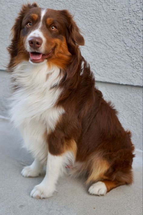 Insta @Rexrealm_77_ Rex Realm 👑💫🌟🌌🌎 Rex means King 👑 Miniature American Shepherd 🐕 Red Tricolor Male 🐶 👁 My eye color is Amber. 🎂April 5th, 2020. Oregon 🌲 AKC Purebred. #Rex #redtrimale #redtri #dog #miniatureamericanshepherd #miniaturesamericanshepherds #puppy #americanshepherd #australianshepherd #cutepuppy #cutedog #doglover #doglove #beautifuldog #prettyeyes #dogeyes #coloreyes #puppylove #miniatureamericanshepherdpuppy #akcpurebred #miniaussie #aussie Red Aussie Shepherd, Miniature American Shepherd Puppy, Red Tricolor Australian Shepherd, Brown Aussie Shepherd, Australian Shepherd Tricolor, Tri Color Australian Shepherd, Brown Aussie, Red Aussie, Brown Australian Shepherd