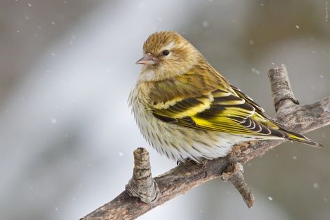 Siskin Bird, Female Goldfinch, Pine Siskin, Bird Guide, North American Birds, House Finch, List Of Birds, American Birds, Siskin