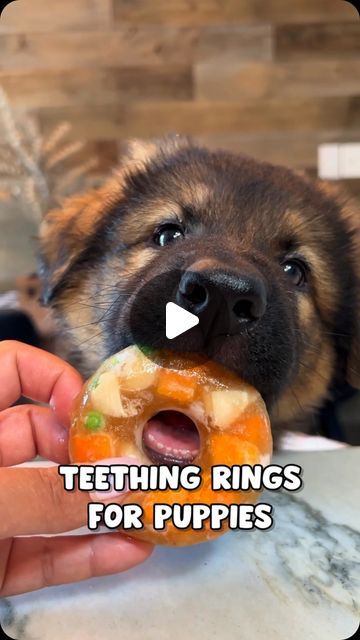 JADE THE SABLE GSD on Instagram: "Teething Rings For Puppies Recipe 🐶 Recipe card @ end - don’t forget to hit save for later! This is our chef in trainings first time helping with a recipe video.. how did he do?! 😂
-
These healthy frozen gelatin rings have been such a help with Onyx’s teething! They are mess free and long lasting!! They don’t melt and leave a huge puddle like most frozen treats do. You can switch it up and use your pups favourite fruit, veggies and meats! Perfect cool treat for dogs of all ages 😋
#puppy #dog #puppies #puppyrecipe #recipe #dogtreatrecipe #teething #germanshepherd" Puppy Teething, Frozen Dog, Puppy Treats, Teething Ring, 10k Views, Dog Teeth, Dog Treat Recipes, Dog Recipes, Recipe Card