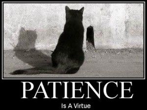 patience Virtue Quotes, Patience Citation, Patience Is A Virtue, Patience Quotes, Be Patience, Family Theme, Patiently Waiting, Picture Quotes, Good News