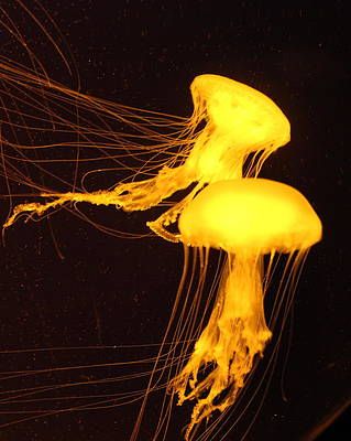 Tentacles Photograph - Golden Jellyfish by John G Schickler Yellow Jellyfish, Pastel Dark, Yellow Aura, Yellow Aesthetic Pastel, Aesthetic Yellow, Yellow Theme, Color Vibe, Yellow Iphone, Rainbow Aesthetic