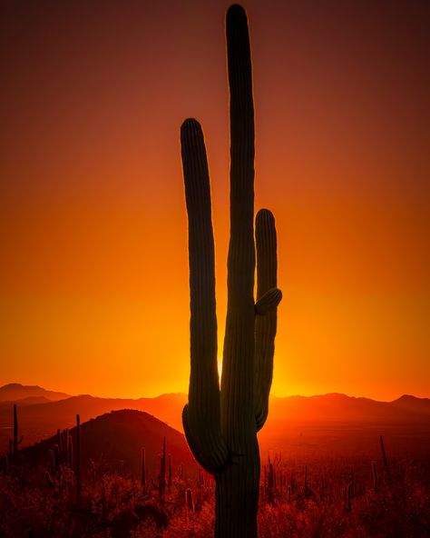 Cactus 📌 Saguaro National Park, AZ Saguaro National Park, National Park, Arizona, Cactus, National Parks, Quick Saves