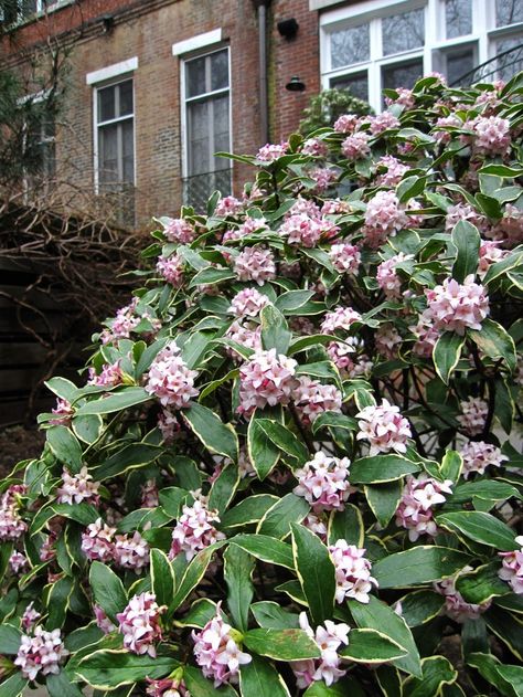 Winter daphne (Daphne odora) is a thrilling source of cold-weather perfume: its intense, lemony fragrance spreads right through a garden. All daphnes prefer some shade: dappled morning light and full afternoon shade are best. They need plenty of moisture and superb drainage (sitting in a puddle is not an option). Be very gentle when transplanting from a nursery container, as they do not like to have their roots disturbed. Hardy from zones 7-9, Winter Creeper Shrub, Daphne Odora, Winter Daphne Evergreen Shrubs, Snow Bush Plant, Shrubs That Deer Will Not Eat, Winter Flowering Plants Uk, Daphne Plant, Shade Loving Shrubs, Most Popular Flowers