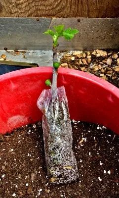 Fig Bush, Fig Tree Plant, Fig Varieties, Fruit Tree Garden, Garden Decor Projects, Veg Garden, Variety Of Fruits, Potted Trees, Creative Gardening