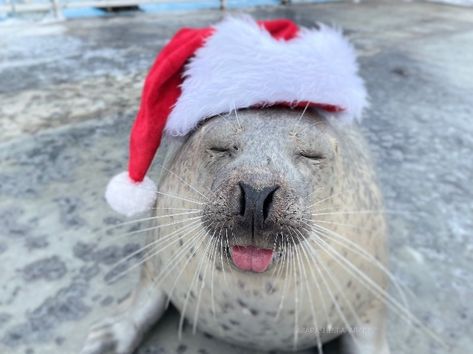 Credit: Aguhiyori on Twitter Seal Pfp Silly, Seal Banner, Silly Seal, Funny Seal, Funny Seals, Harbor Seal, Goofy Dog, Cute Seals, Baby Seal