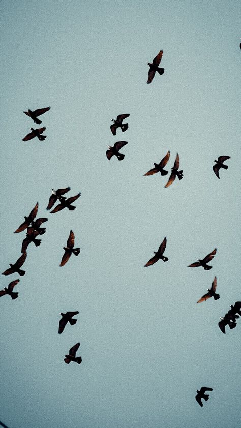 Birds photography Film Look Belonging Photography, Swallow Aesthetic, Birds Flying Photography, Birds Flying In The Sky, Birds Aesthetic, Negative Space Photography, Birds In Trees, Bird Aesthetic, Women Pilot