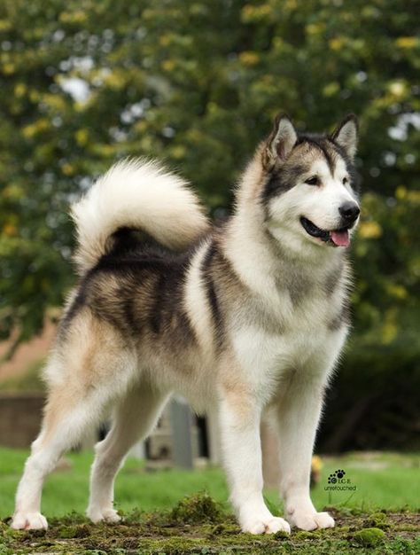 If you’re looking for the best name for a big dog, you have come to the right place. Utonagan Dog, Caine Husky, Malamute Husky, Malamute Dog, Malamute Puppies, Alaskan Husky, Husky Mix, A Husky, Snow Dogs