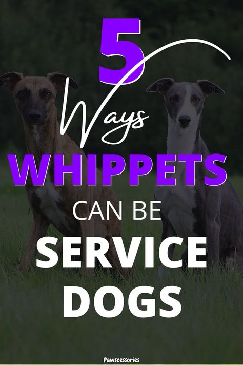 whippet service dogs Whippet Puppies, Dog Suit, Emotional Support Dog, Support Dog, Dog Help, Can Can, American Kennel Club, Therapy Dogs, Pet Hacks