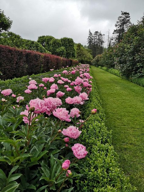 Peonies And Boxwoods, Peony Bush Landscaping, Peony Landscaping Front Yards, Peony Landscaping, Peony Garden Landscaping, Peonies Landscaping, Garden Parasol Ideas, Types Of Blue Flowers, Decorative Solar Garden Lights